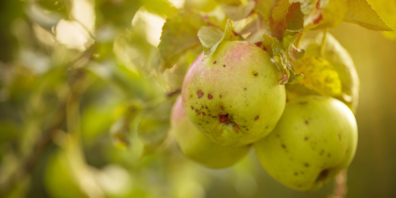 Image d'illustration pour : Création d'un verger